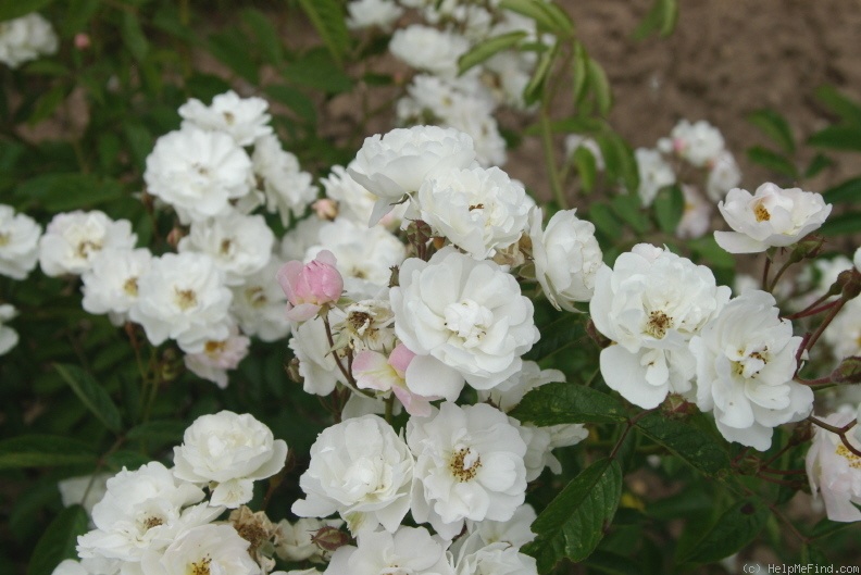 'Rivers's Musk' rose photo