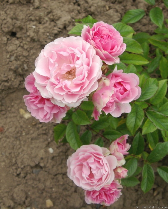 'Chami' rose photo