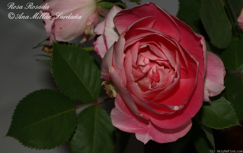 'Rosada (miniature, Dot, 1950)' rose photo
