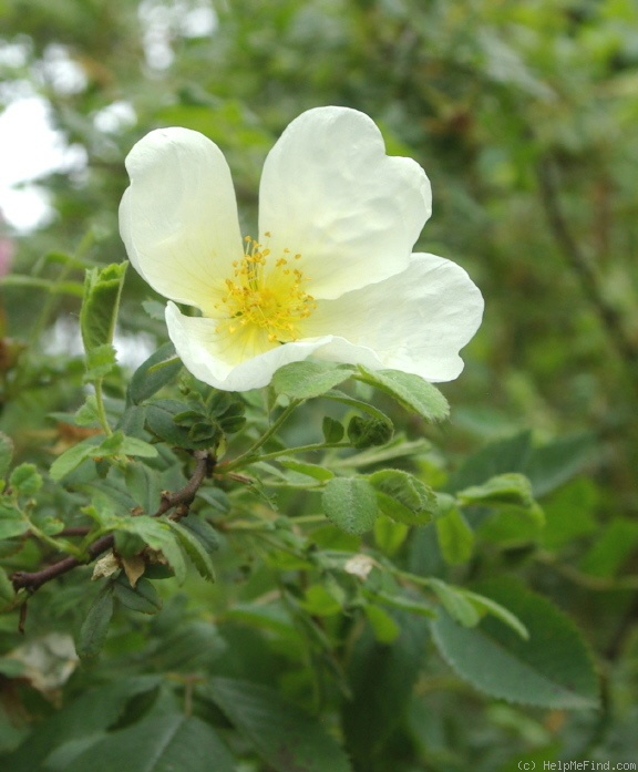 'Albert Edwards' rose photo