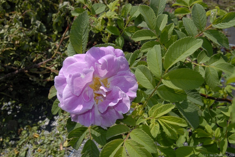 'Thérèse Bugnet X Topaz Jewel seedlings' rose photo