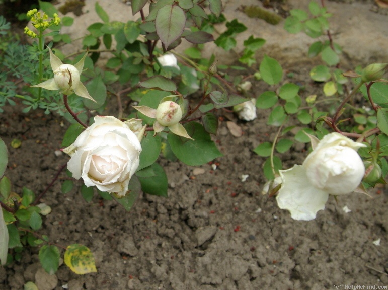 'Albert Hoffmann' rose photo