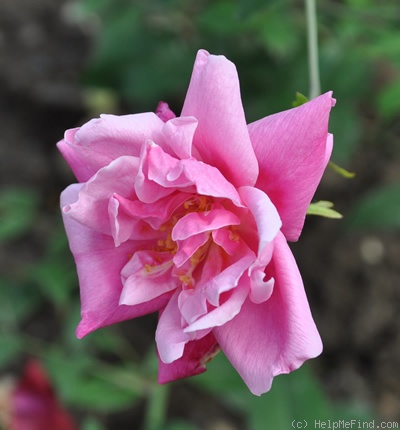 'Pianuetta' rose photo
