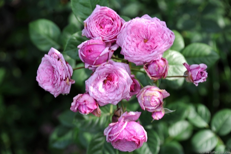 'Durance Ancian Rosa ®' rose photo