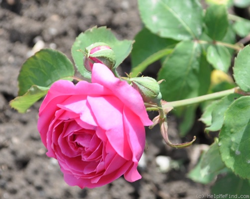 'Cramoisi Supérieur' rose photo