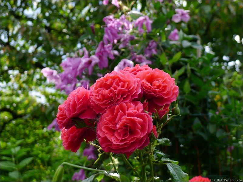 'Cherry Girl ® (floribunda, Kordes, 1997/2009)' rose photo
