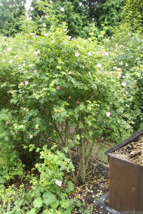 'R. sicula' rose photo
