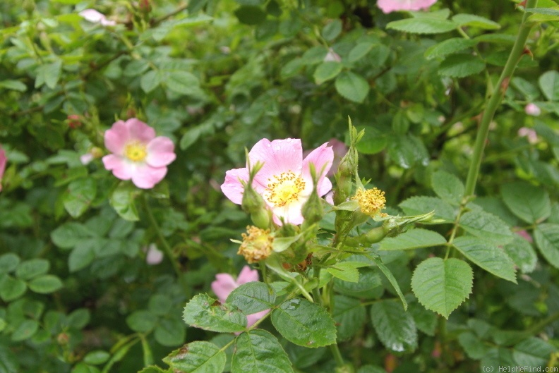 'R. sicula' rose photo