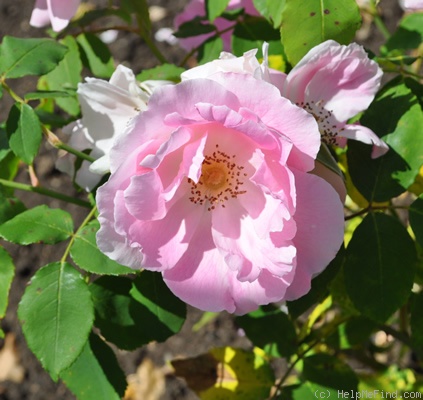 'Reine des Îles Bourbon' rose photo