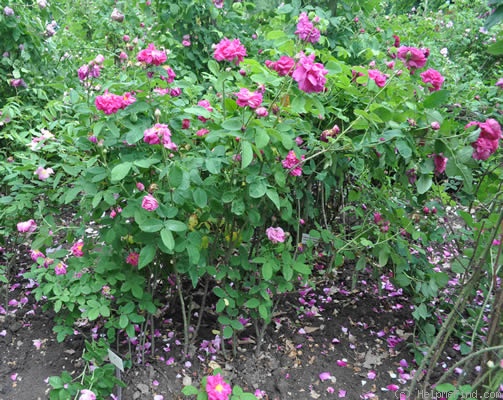 'Red Damask (centifolia)' rose photo