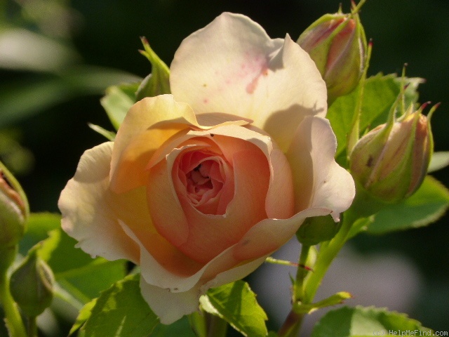'Froufroutante Jackie ®' rose photo