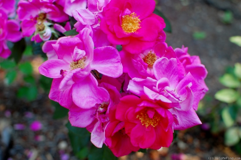 'Lynnie (Shrub, Rupert, 2001)' rose photo