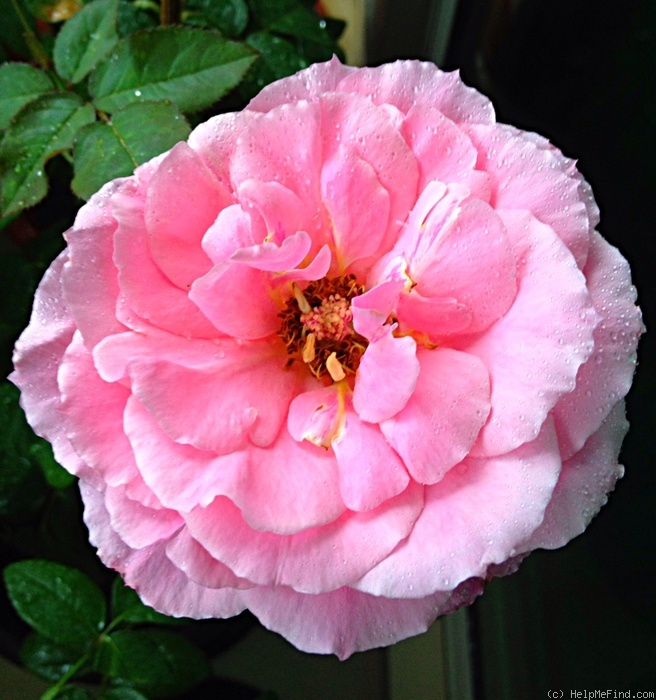 'Color Magic' rose photo