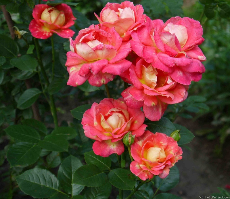 'Westminster' rose photo