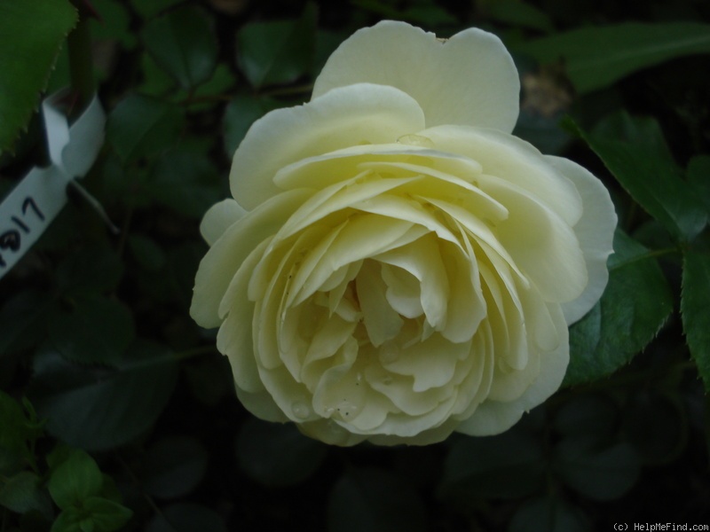 'Light Fantastic' rose photo