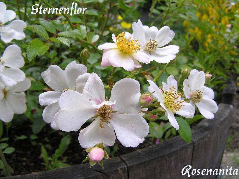 'Sternenflor ®' rose photo