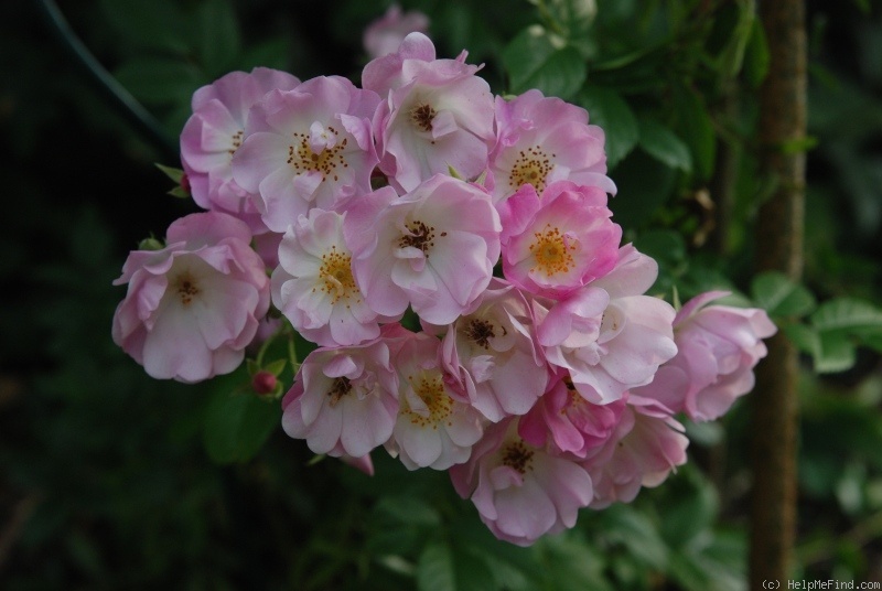 'Apple Blossom (hybrid multiflora, Burbank, 1932)' rose photo