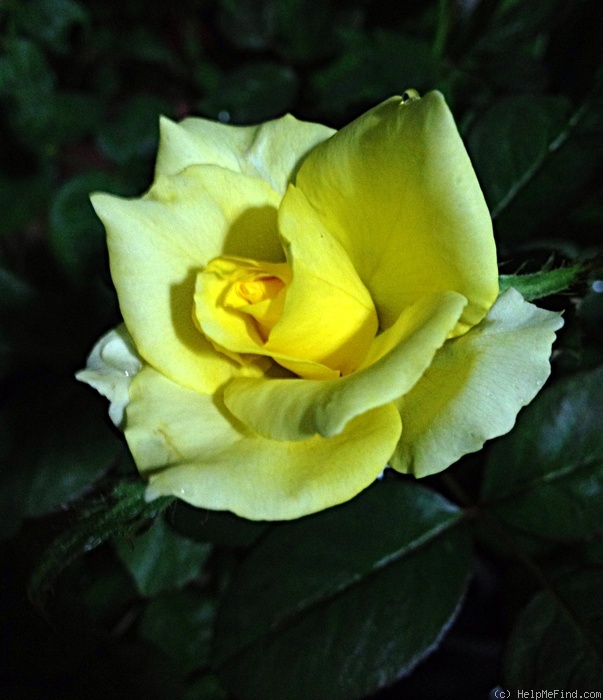 'Santa Fe ™ (hybrid tea, Zary, 1993)' rose photo