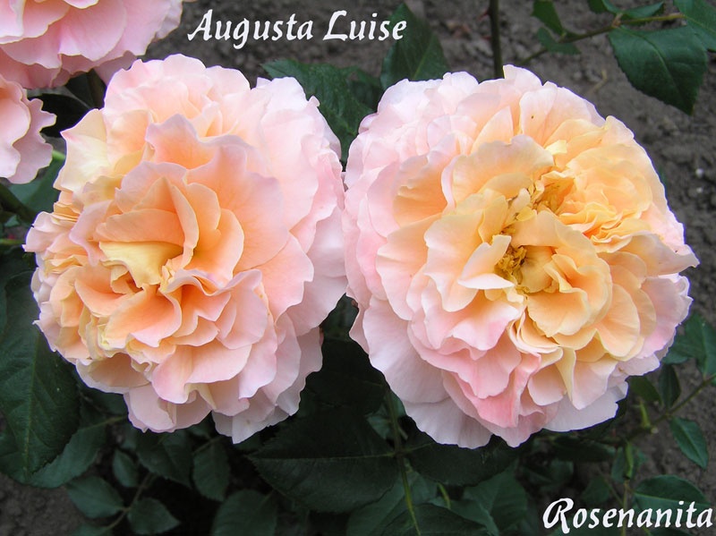 'Augusta Luise ® (Hybrid Tea, Evers, 1999)' rose photo