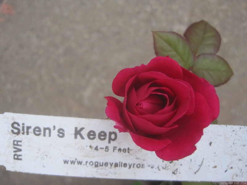 'Siren's Keep' rose photo