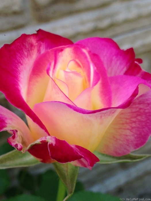 'Double Delight ®' rose photo