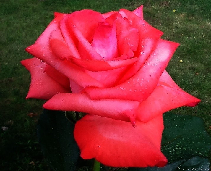 'Snuffy' rose photo