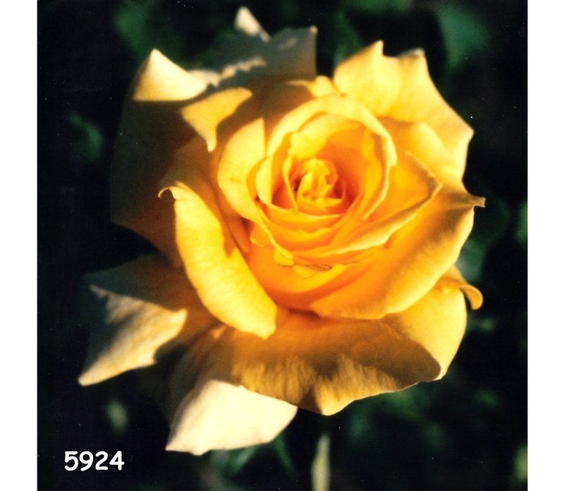 'Ben's Gold' rose photo