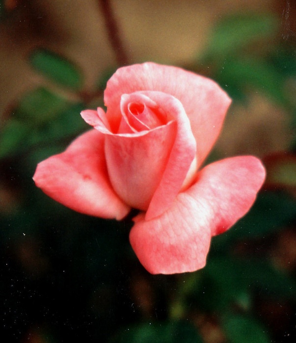 'September 18' rose photo