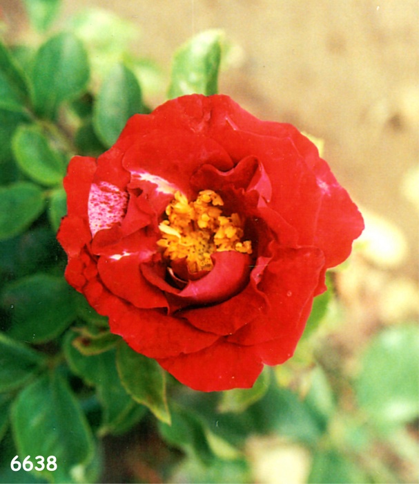 'Playmate (shrub, Williams 2003)' rose photo