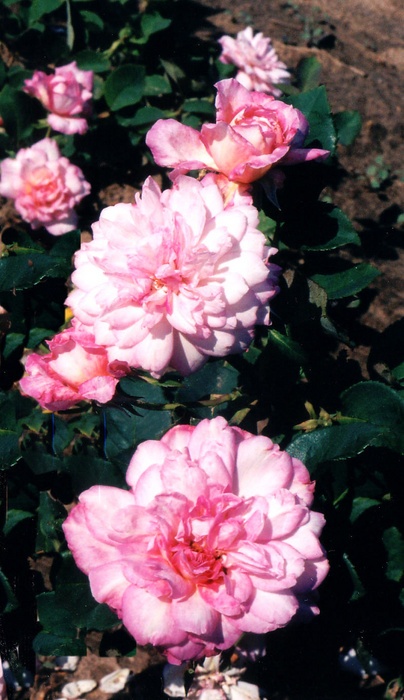 'Brocade (shrub, Williams 1998)' rose photo