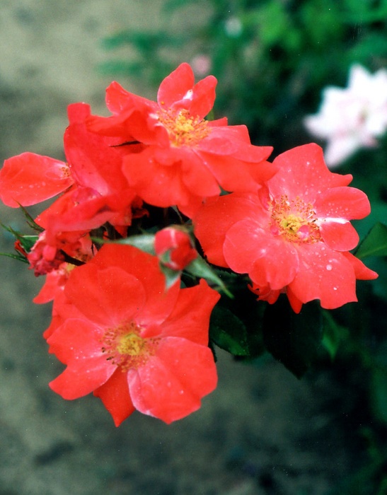 'Orange Chalice' rose photo