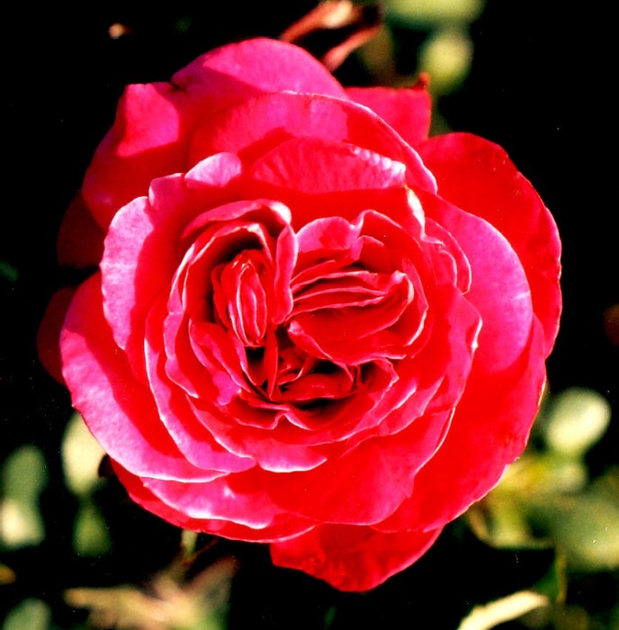'William Carroll' rose photo
