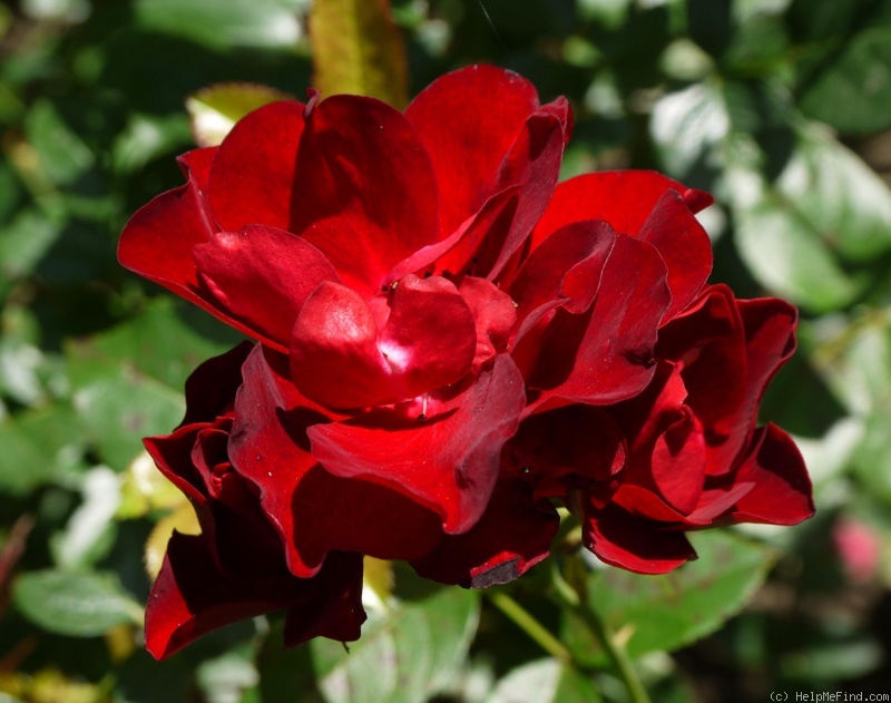 'Keep In Touch (floribunda, Harkness 1998)' rose photo