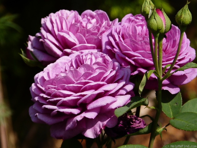 'Heidi Klum' rose photo