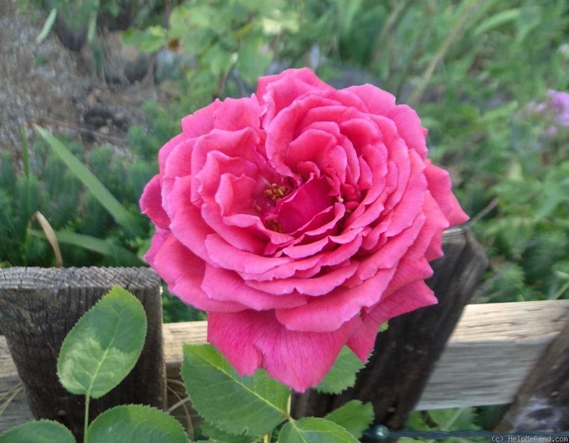 'Rose Sachet' rose photo