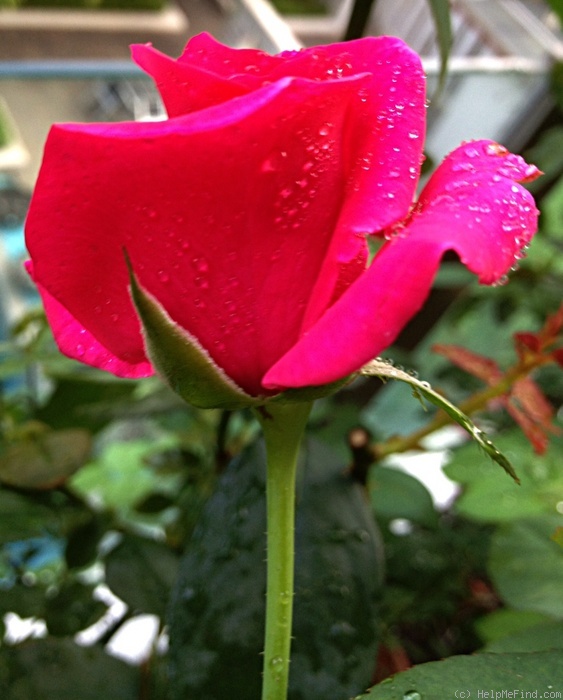 'Hot Princess ® (hybrid tea, Evers/Tantau, 2000)' rose photo