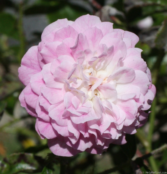 'Sweetheart (rambler, Walsh, 1900)' rose photo