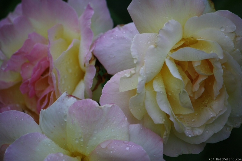 'Peace (hybrid tea, Meilland 1935)' rose photo