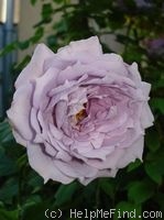 'Novalis ®' rose photo