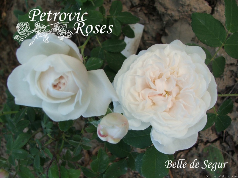 'Belle de Ségur (Alba, Lelieur, pre 1826)' rose photo