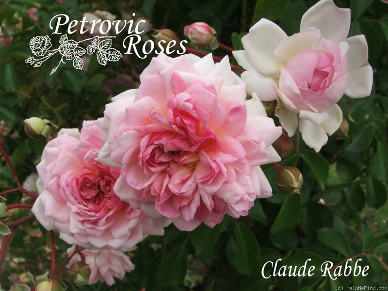 'Claude Rabbe' rose photo