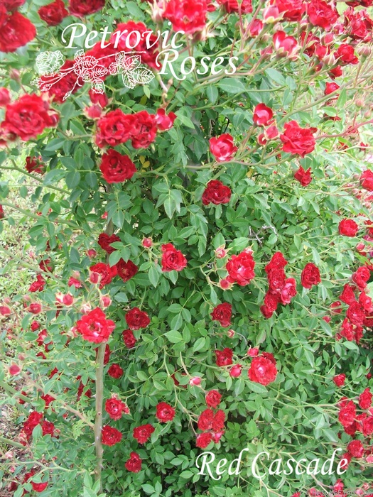 'Red Cascade' rose photo