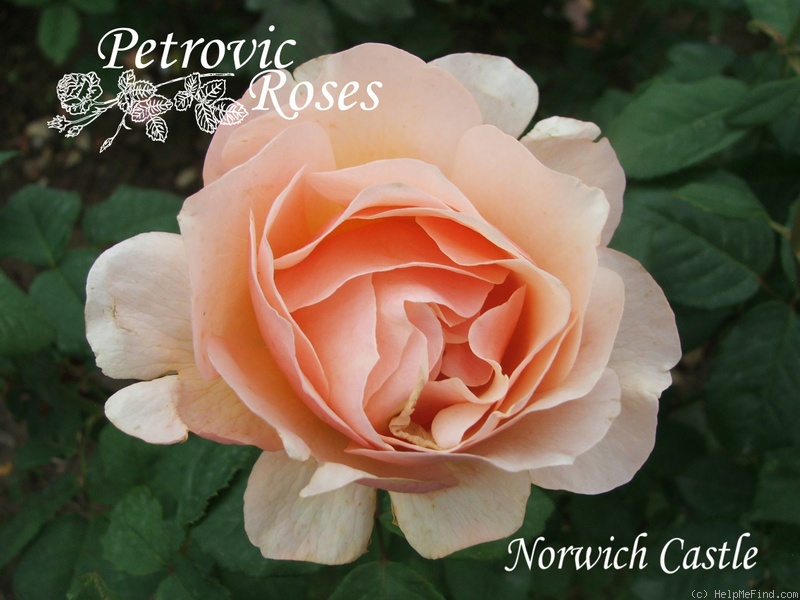 'Norwich Castle' rose photo
