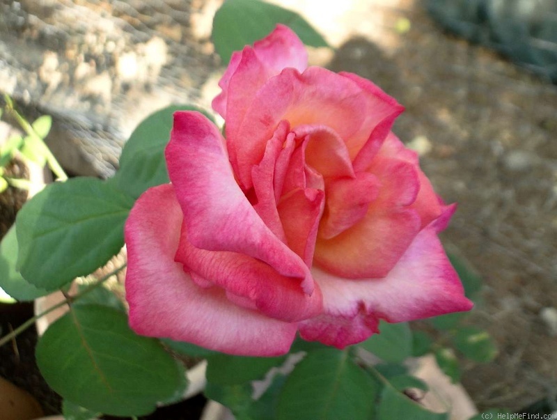 'Straight Arrow ™' rose photo