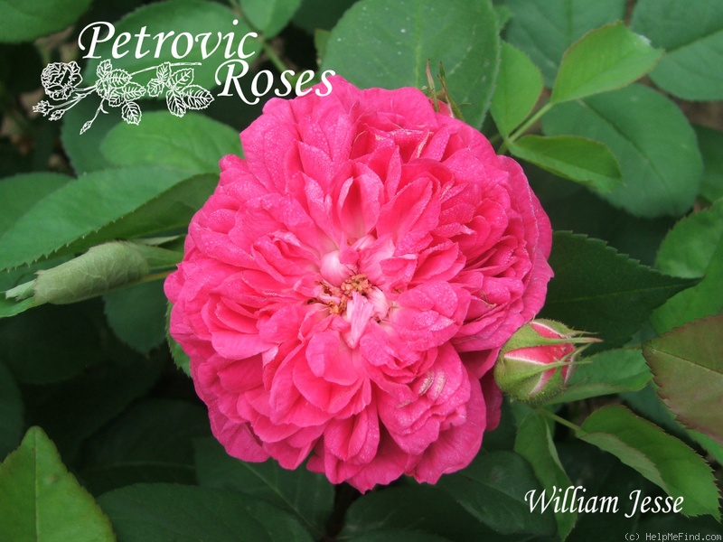 'William Jesse' rose photo