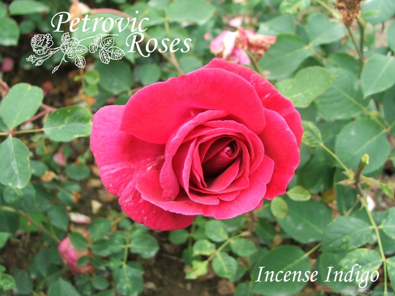 'Incense Indigo ™' rose photo