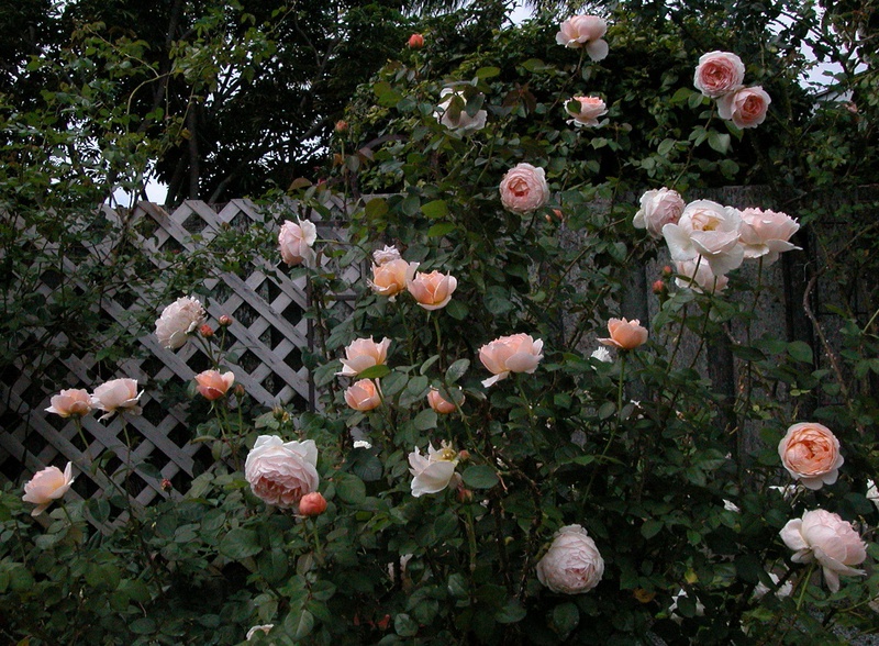 'Dee Choi's rose garden in Hawaii'  photo