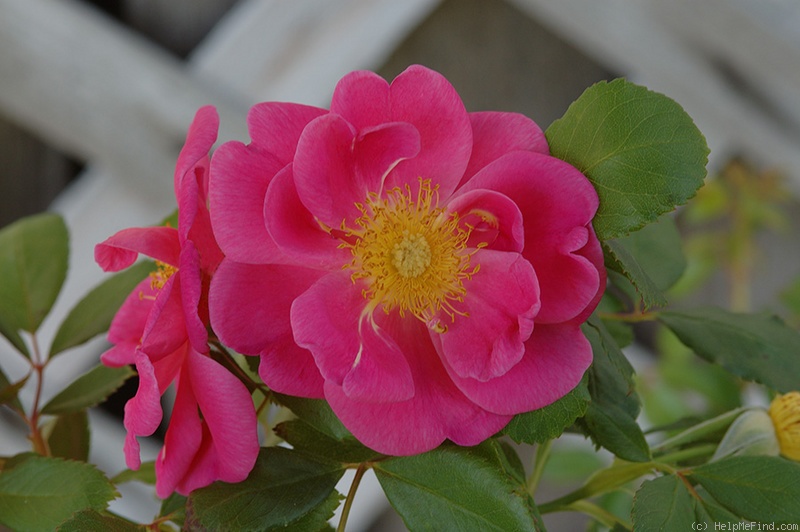 'Basye's Blueberry' rose photo