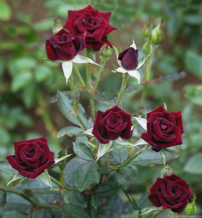 'Black Jade ™ (miniature, Benardella 1985)' rose photo