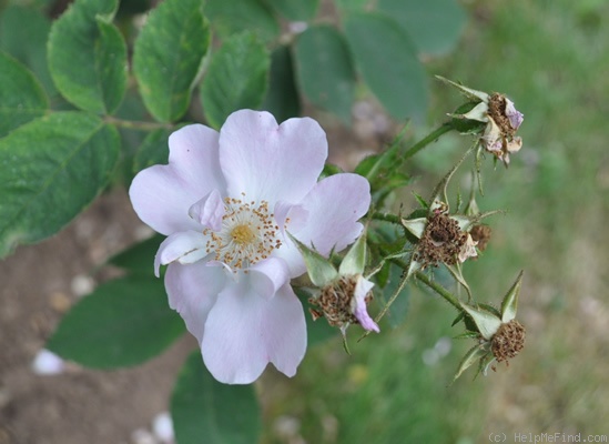 'Rosa x pseudoscabriuscula' rose photo
